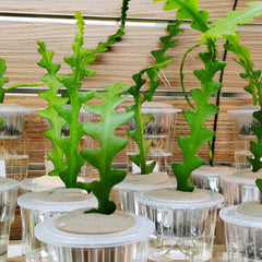 Fish bone Cactus – Zigzag Ric Rac Cactus Hanging Plant