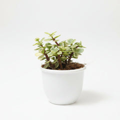 Variegated Jade Plant – Crassula Ovata Variegata Succulent
