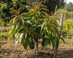 2-Year-Old Avocado Plant | Healthy Fruit Tree for Garden & Orchard