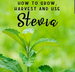 Stevia Hybrid Seeds Grow Your Own Natural Sweetener in Pakistan