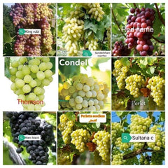 NARC Black Grapes Plant 3 Years Old Fruiting Seeded Vine Grown in Pakistan