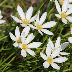 Rain Lily Hybrid Moonston – Creamy White Premium Bulb