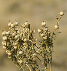Harmal Powder – Natural Isband / Peganum Harmala Powder