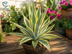 Agave Hardy Ornamental Succulent for Pakistani Gardens