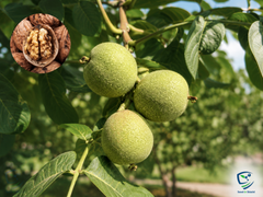 Akhrot (Walnut) Fruit Plant (1 Year Old)