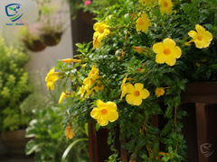 Almanda/Allamanda Vine Plant | Flowering Climber for Home & Garden