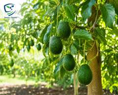 3-Year-Old Avocado Plant | Near-Fruiting Tree for Garden & Orchard