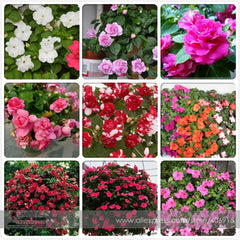 Lobelia Flower Seeds Cascading Blooms for Pots & Hanging Baskets