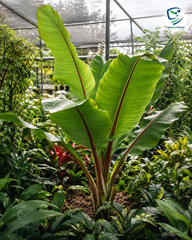 Banana Palm Tree Lush Tropical Plant for Home & Garden