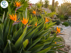 Bird of Paradise Seeds – Exotic Tropical Flower