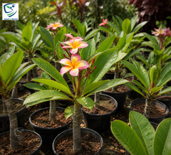 Multi-Colour Champa Plant – Premium Frangipani Flowering Plant