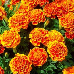 French Marigold Mix Flower Seeds Bright Seasonal Flowers for Pots & Borders