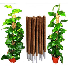 Moss Stick – Support Pole for Climbing & Indoor Plants