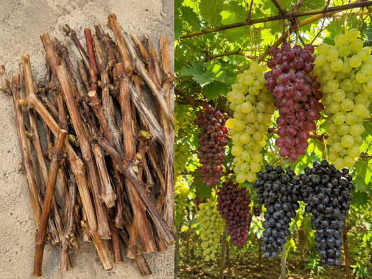 Grapes Cuttings for Sale High-Quality Fruit Vine Cuttings for Home & Farm