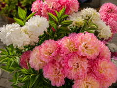 Gul-e-Daodi Flower Cuttings 6 shades Easy-to-Grow Chrysanthemum Stems for Winter