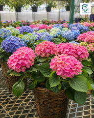 Hydrangea Plant Elegant Flowering Shrub with Colorful Blooms