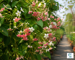 Jhumka Vine Plant Elegant Hanging Flowering Climber for Home & Garden