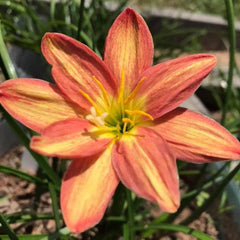 Rain Lily Hybrid Orange Beam – Bright Orange Premium Bulb