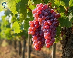 King Ruby Grapes Plant 2 Years Old Red Seeded Fruiting Vine
