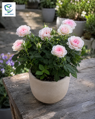 Miniature Rose Plants (Dark & Light Pink) – Premium Flowering Rose