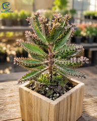 Mother of Millions Plant – Premium Live-Bearing Succulent