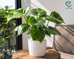 Philodendron Plant Elegant, Air-Purifying & Low Maintenance