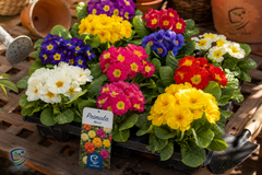Primula Plant WinterSpring Blooming Beauty
