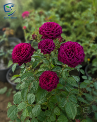 Black Prince David Austin Rose – Deep Velvet Premium Rose