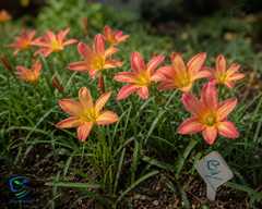 Rain Lily Hybrid Urania Bulb – Vibrant Orange-Pink Blooming Rain Lily
