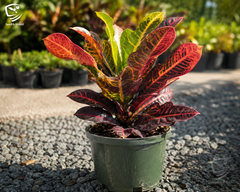 Red Croton Plant Vibrant Indoor/Outdoor Decorative Foliage