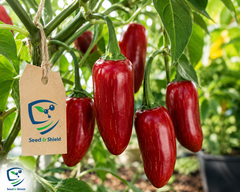Red Jalapeño Pepper Seeds (Hybrid) – Spicy High-Yield Chili