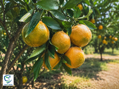 Nagpuri Santra Plant Premium Sweet Orange Variety