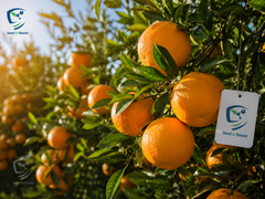 Seedless Kinnow (Kinnu) Plant Premium Citrus Variety for Home Gardens