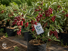 Silver Berry Plant (Elaeagnus) Hardy, Fragrant, and Beautiful Foliage