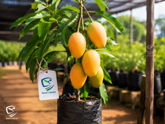 Sindhri Mango Plant 1.5 Years Old