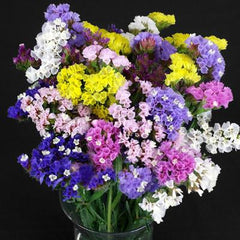 Statice Flower Seeds Mixed Colour Blooms for Dry & Fresh Floral Use