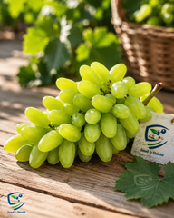 Sunderkhani Seedless Grapes 2-Year-Old Plant Grafted Seedless Vine for Gardens