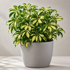 Variegated Schefflera Plant ( چھتری پودا)