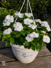 Vinca Dwarf Pure White Seeds – Heat Tolerant Summer Flower