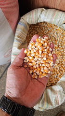 Sweet Corn Seeds Pack of 40 | High-Yield, Sweet & Juicy Variety