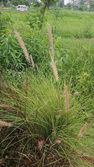 Elegant White Pampas Grass Classic Charm for Your Garden