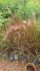 Elegant Red Pampas Grass Graceful & Vibrant Addition to Any Garden