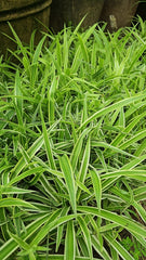 Spider Plant Air Purifier & Stylish Indoor Essential