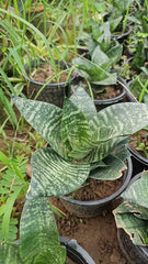 Dwarf Snake Plant Compact, Hardy & Air-Purifying Marvel
