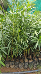 Kaner (Oleander) Plant Hardy, Colorful & Garden-Ready