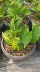 Small Money Plant Fresh Start to Green Wealth