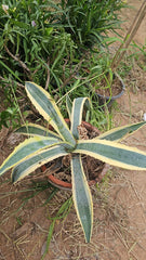 Variegated Aloe Vera Unique Medicinal & Decorative Succulent