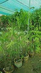 Areca Palm Stylish Indoor & Outdoor Greenery