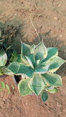 Variegated Agave Striking Desert Beauty