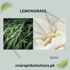 Lemon Grass Plant Fresh Fragrant Herb for Garden & Home